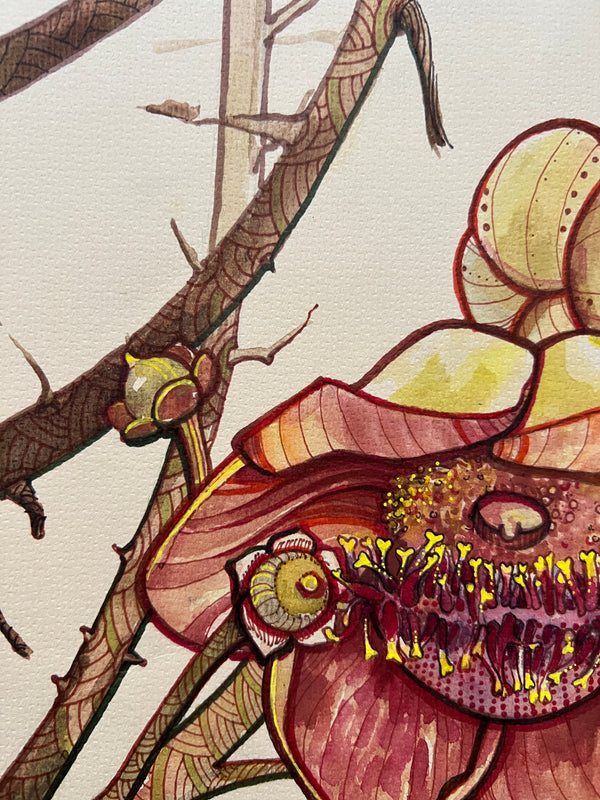 Couroupita guianensis