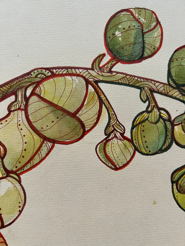 Couroupita guianensis