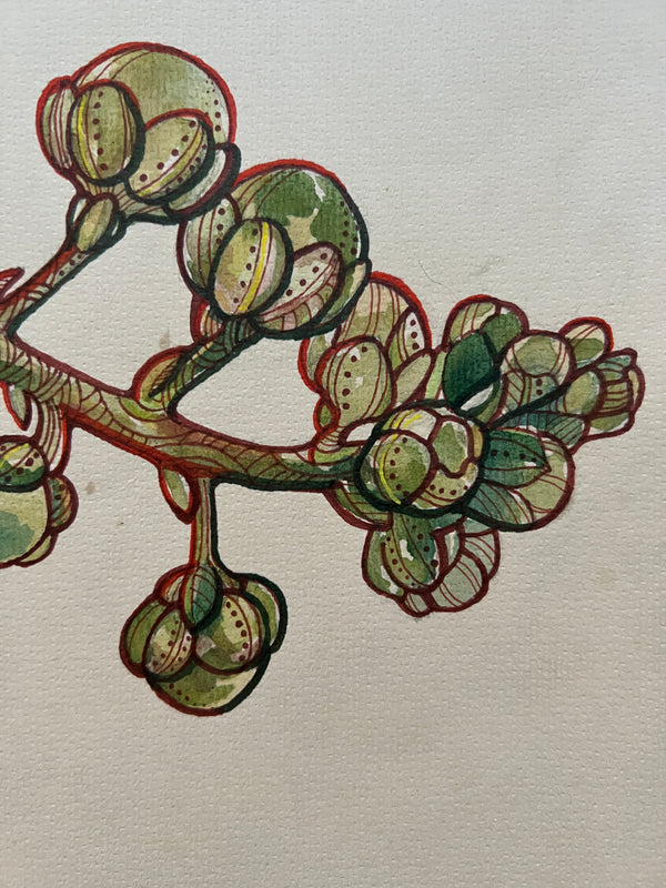 Couroupita guianensis