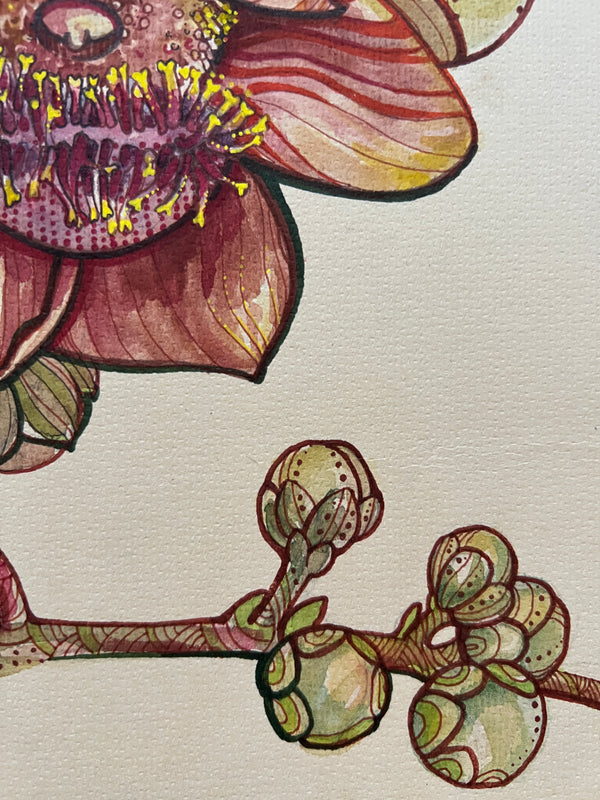 Couroupita guianensis